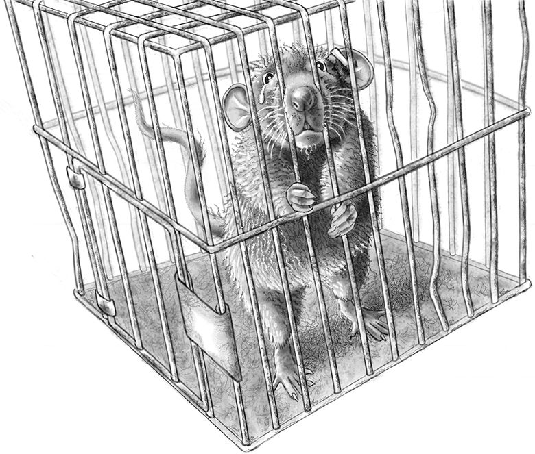 rat crying in a cage